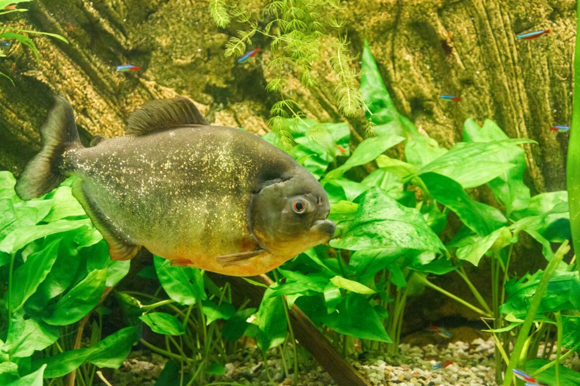 Ataques de piranhas assustam banhistas em açudes no Interior do Ceará