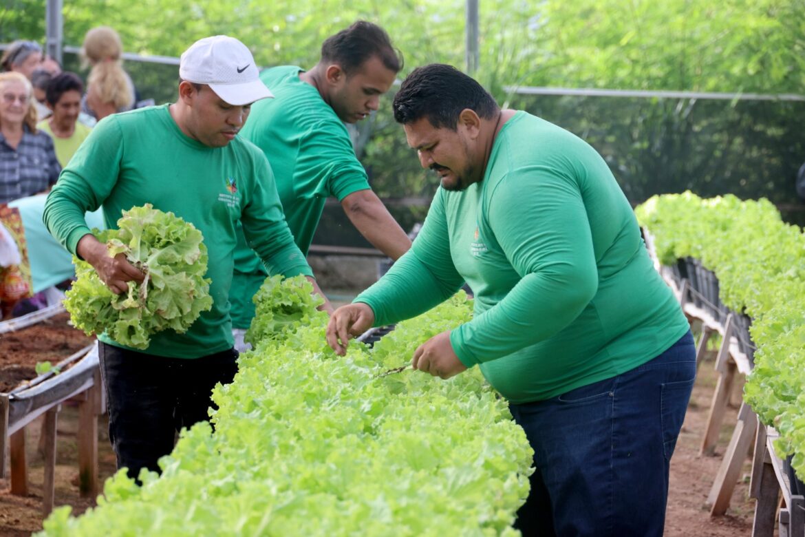 Horta Social distribui três toneladas de hortaliças até o fim do mês